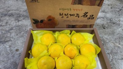 🎁 놓치면 후회! 제주 레드키위 선물세트 특가 후기🥝